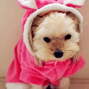 Dog Halloween Costume Pink Bunny Plush Pet Costume Halloween